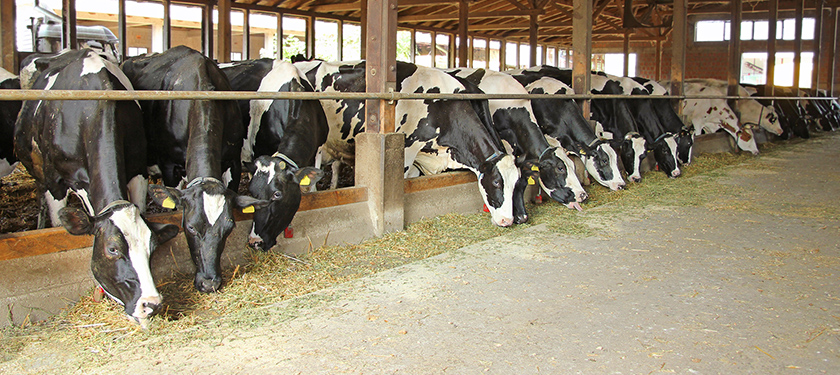 Livestock Farming